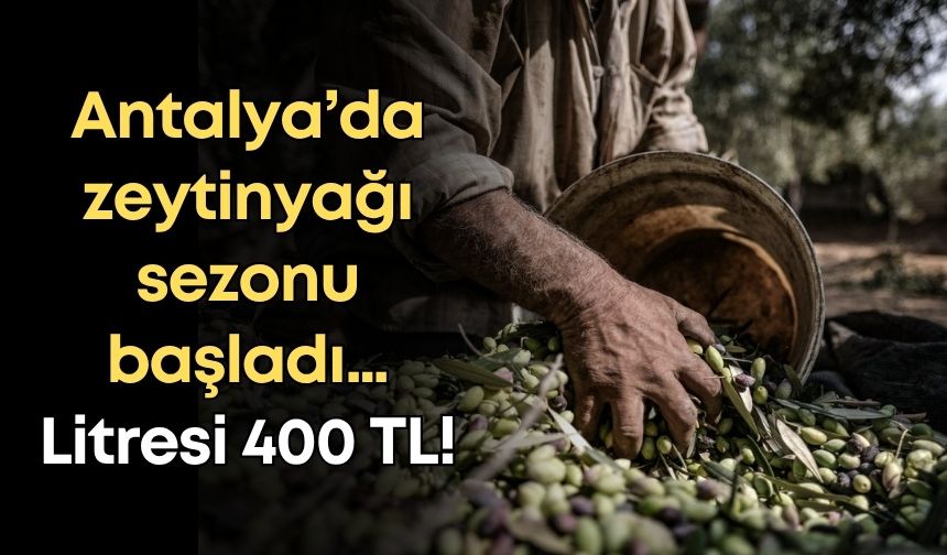 Antalya’da zeytinyağı sezonu başladı: Litresi 400 TL!