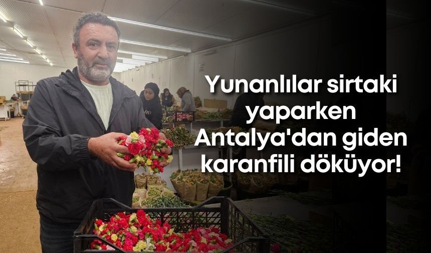 Yunanlılar sirtaki yaparken Antalya'dan giden karanfili döküyor!