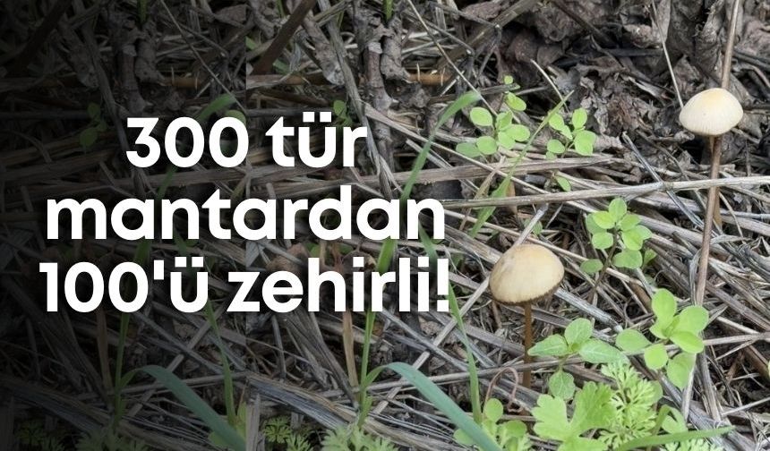 300 tür mantardan 100'ü zehirli!