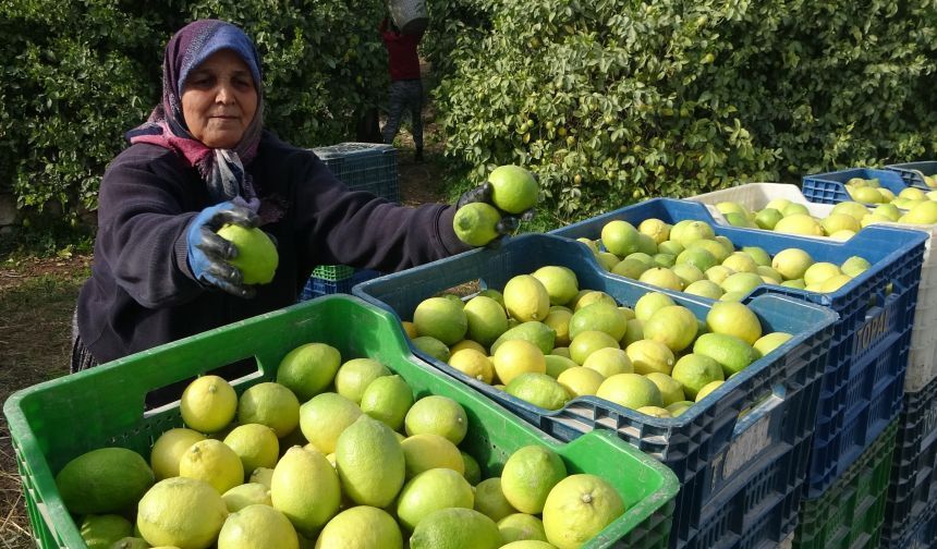 Limonun başkentinde hasat başladı