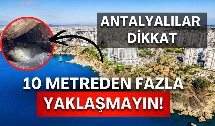 Antalya kıyılarında 6 aydır izleniyor! 800 kilometrelik yolculuk