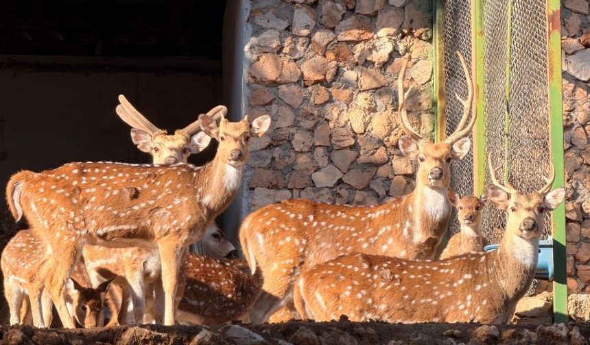 Antalya Doğal Yaşam Parkı'na yeni üye: Aksis (benekli) geyiği dünyaya geldi