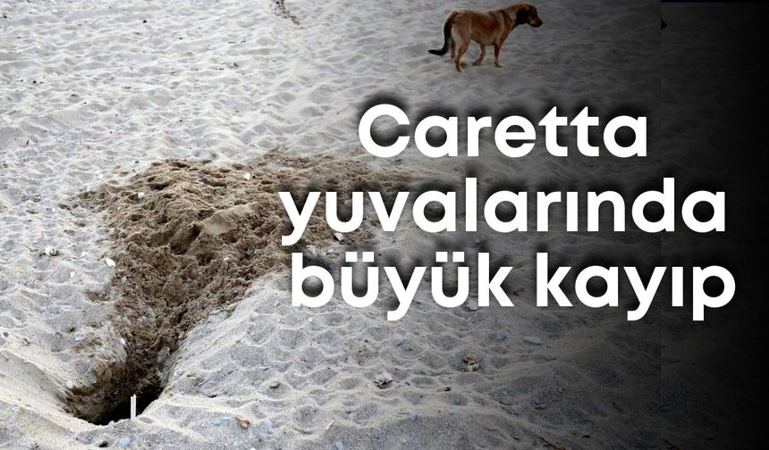 Antalya'da caretta yuvalarında büyük kayıp