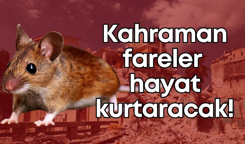 Kahraman fareler hayat kurtaracak!