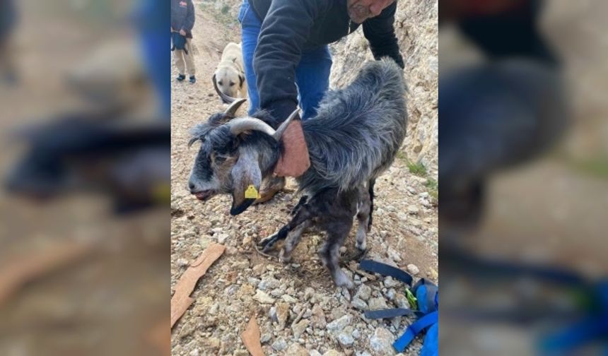 Fethiye’de kayalıklarda mahsur kalan keçiye MAG Ekibi desteği