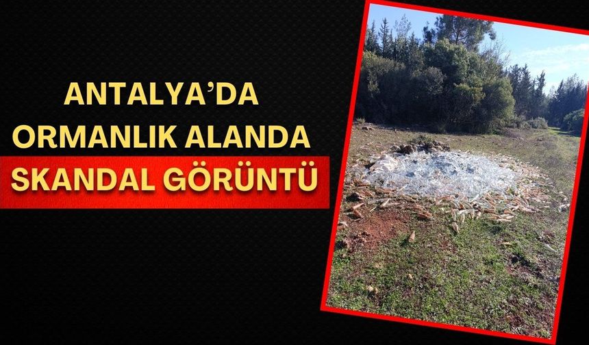 Antalya’da ormanlık alan cam şişe çöplüğüne döndü!
