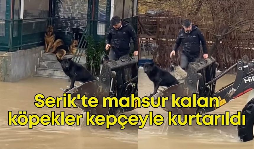 Antalya Serik'te mahsur kalan köpekler kepçeyle kurtarıldı