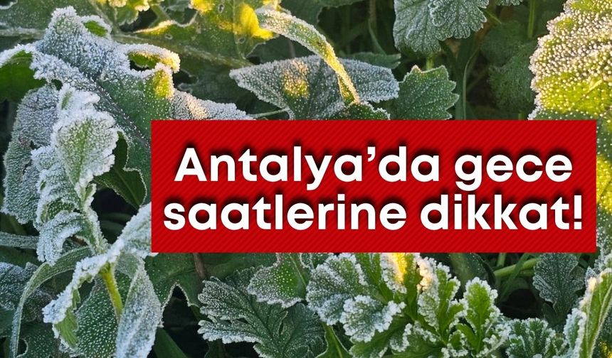 Antalya’da gece saatlerine dikkat: Zirai don bekleniyor