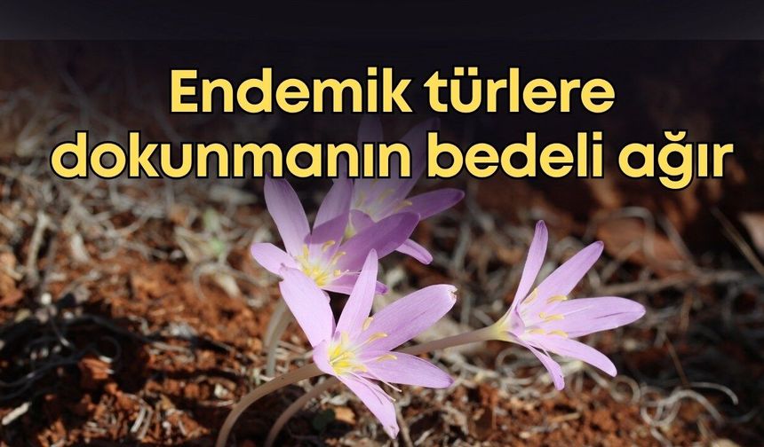Endemik türlere dokunmanın bedeli ağır
