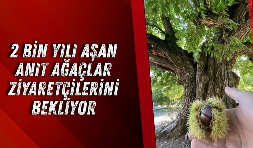 Antalya’nın yaşayan tarihleri: 2 bin yılı aşan anıt ağaçlar ziyaretçilerini bekliyor