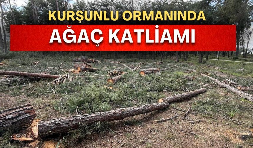 Kurşunlu ormanında sessiz kıyım! Onlarca kızılçam ağacı kesildi!