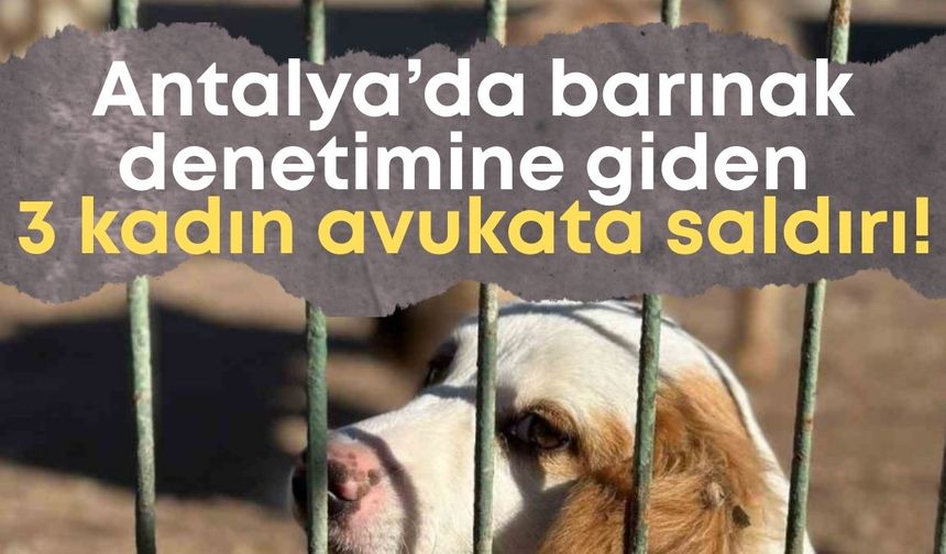 Antalya’da barınak denetimine giden 3 kadın avukata saldırı!