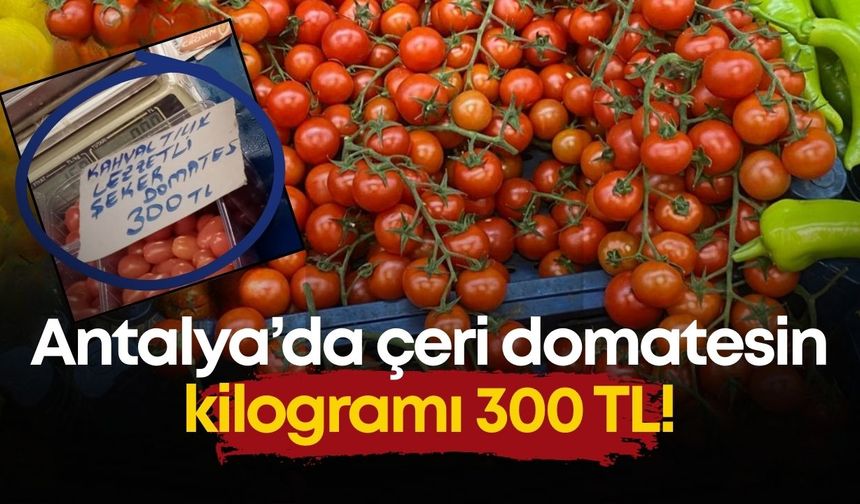 Antalya’da çeri domatesin kilogramı 300 TL!