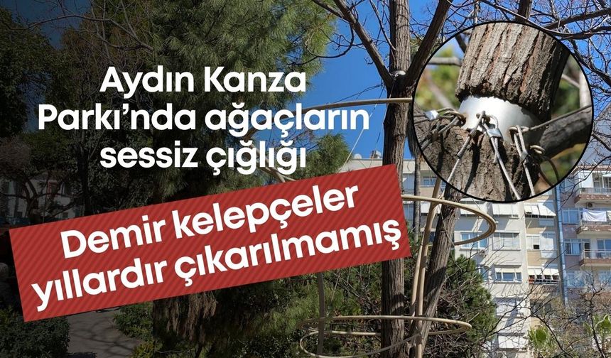 Aydın Kanza Parkı’nda ağaçların sessiz çığlığı: Demir kelepçeler yıllardır çıkarılmamış