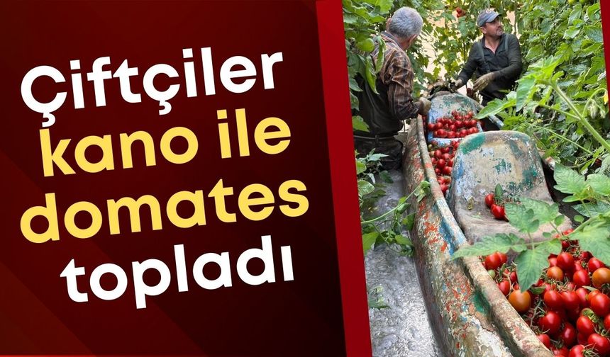 Antalya’da Venedik’i andıran görüntüler: Çiftçiler kano ile domates topladı