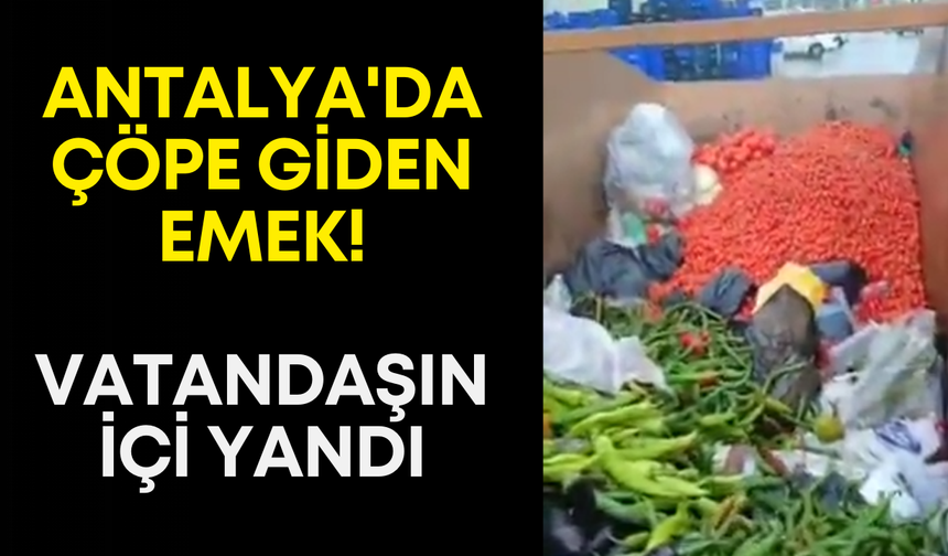 Antalya'da çöpe giden emek! Vatandaşın içi yandı