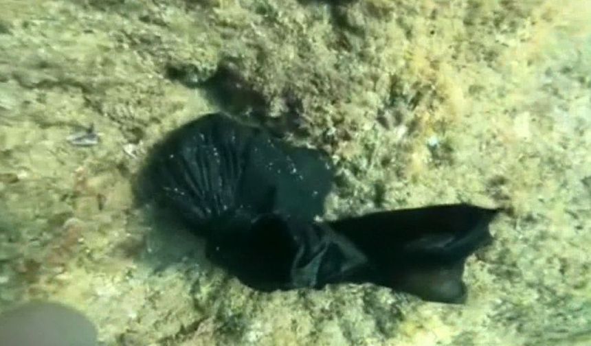 Denizin dibinden çıkan şaşırtan gerçek