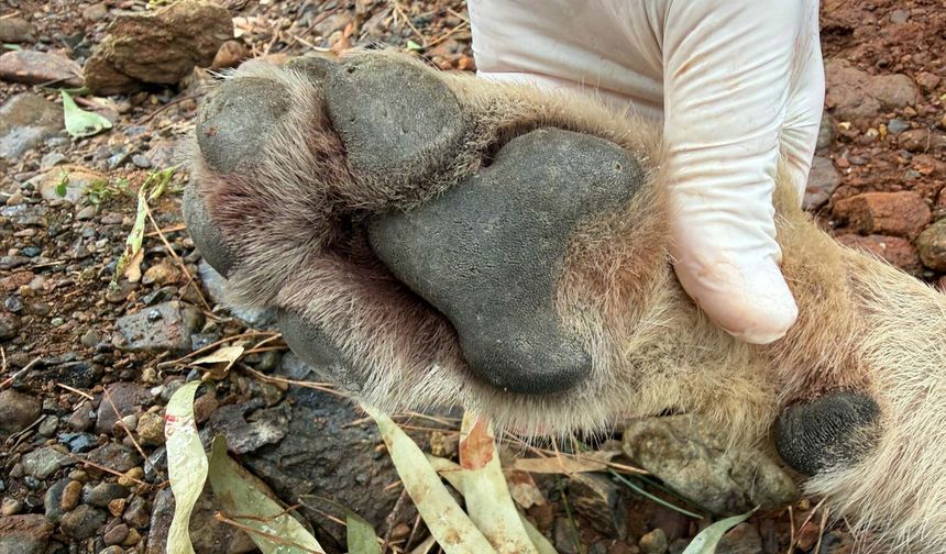 Fethiye'de trafik kazasında ölen genç kurt TÜBİTAK projesine ışık tutacak