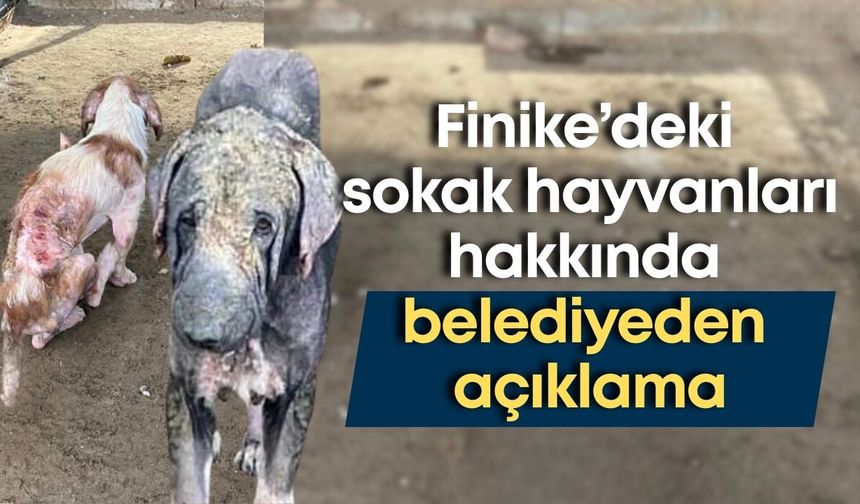 Finike’deki sokak hayvanları hakkında belediyeden açıklama: Savcılık devreye girdi