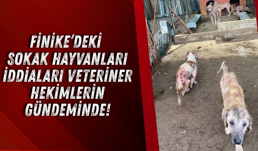 Finike’deki sokak hayvanları veteriner hekimlerin gündeminde!