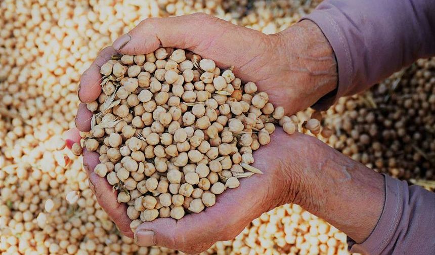 Gazipaşa Cimbit Nohutu için coğrafi işaret tescil başvurusu yapıldı