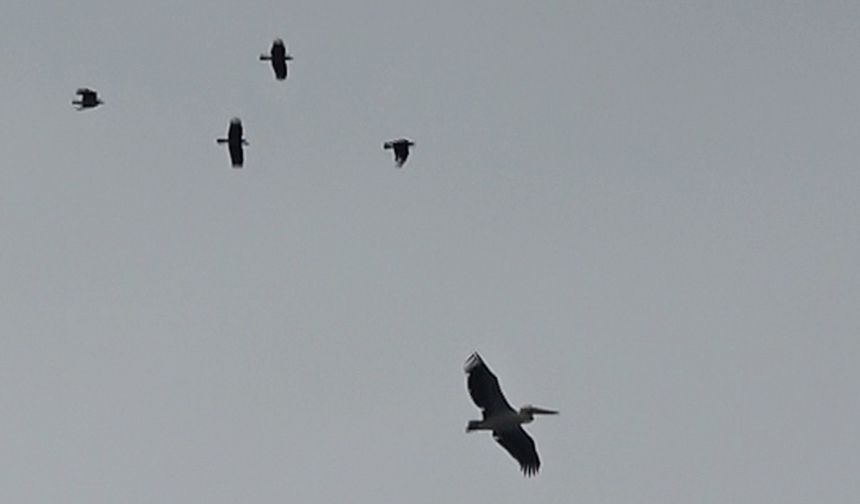 Antalya semalarında baharın ilk müjdecisi leylekler oldu