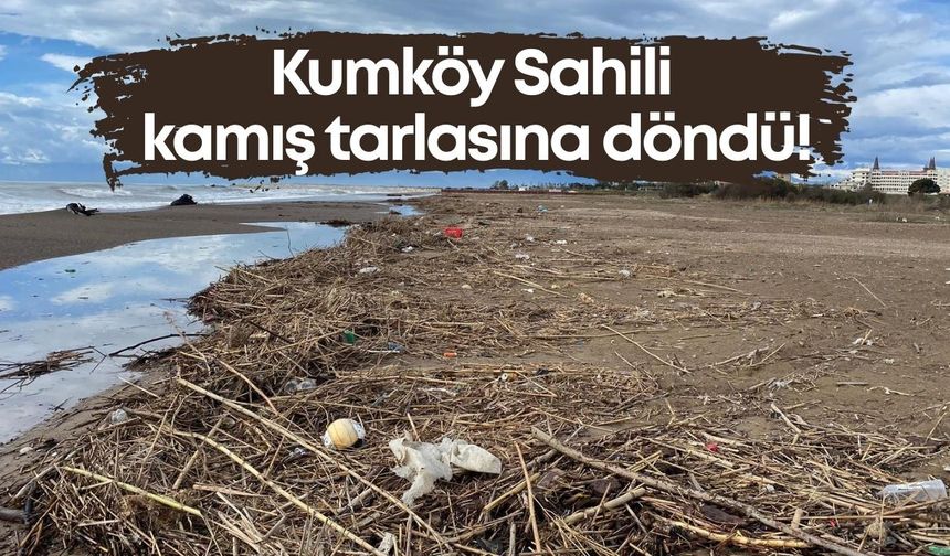 Kumköy Sahili kamış tarlasına döndü!