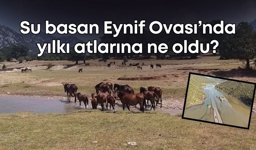 Eynif Ovası’nı su bastı, yılkı atlarının durumu merak edildi