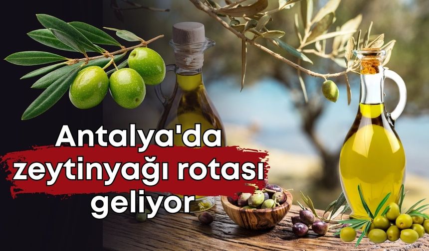 Antalya'da zeytinyağı rotası geliyor: Tarım ve turizm buluşuyor