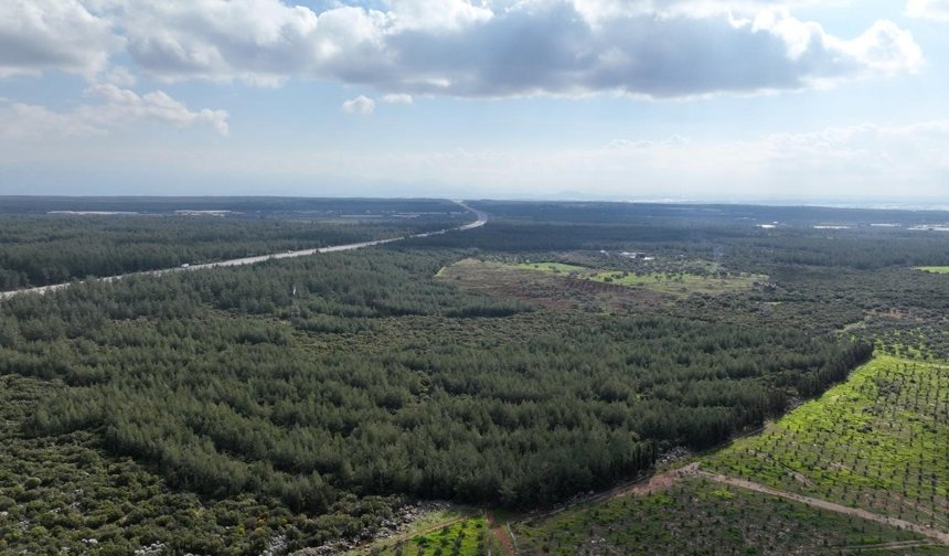 '81 İlde 81 Orman' projesi Antalya'da! 20 bin fidan dikildi