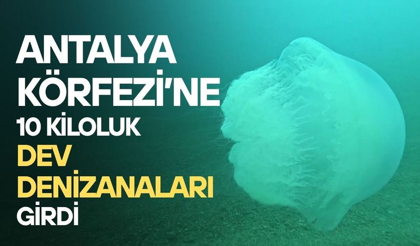 Antalya Körfezi’ne 10 kiloluk dev denizanaları girdi