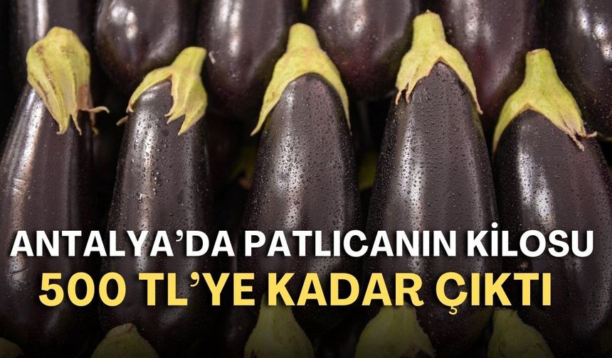 Antalya’da patlıcanın kilosu 500 TL’ye kadar çıktı: Marketler alımı durdurdu