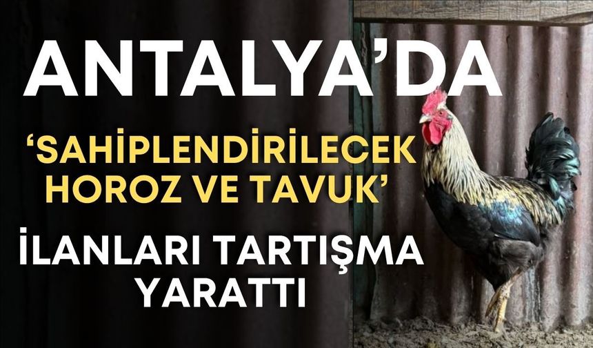 Antalya’da ‘sahiplendirilecek horoz ve tavuk’ ilanları tartışma yarattı