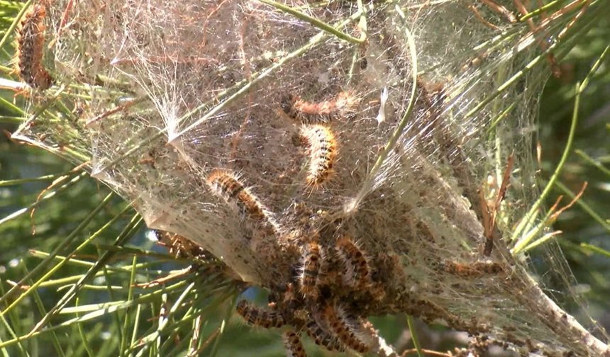 Piknikçilere uyarı! Çam ağaçlarının altında gizli tehlike