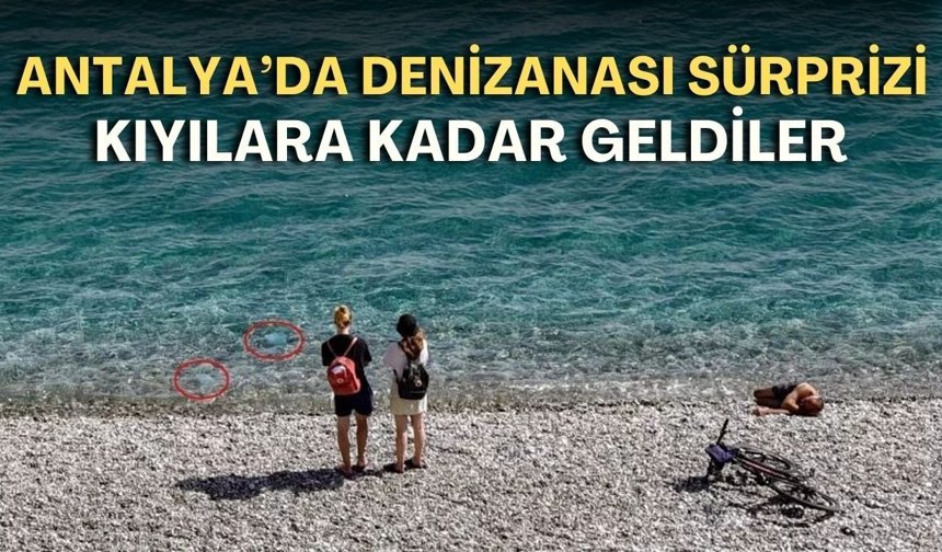 Antalya’da denizanası sürprizi! Kıyılara kadar geldiler