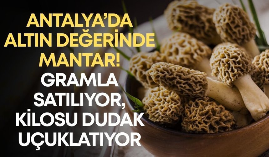 Antalya’da altın değerinde mantar! Gramla satılıyor, kilosu dudak uçuklatıyor