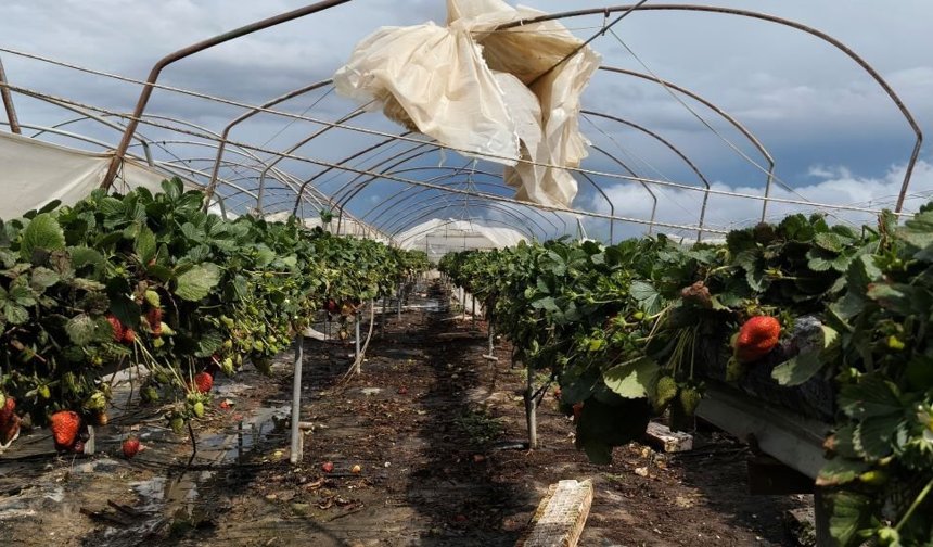 Mersin’de 175 dönüm hortumla zarar gördü