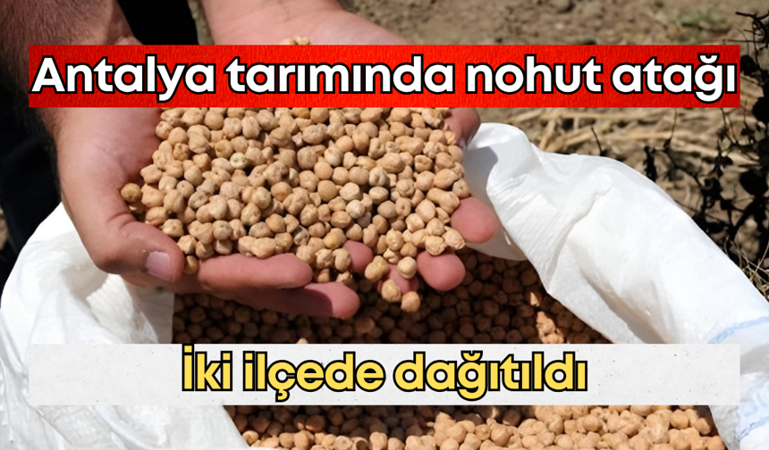 Antalya tarımında nohut atağı: İki ilçede dağıtıldı