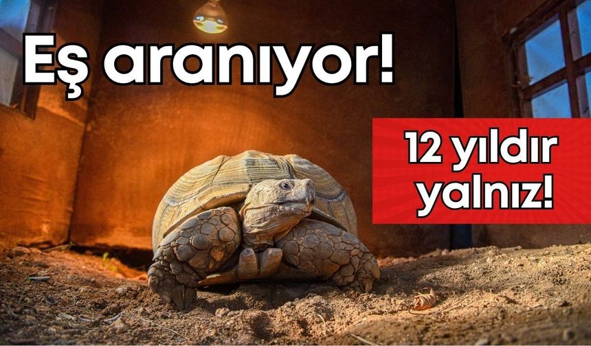 Antalya Doğal Yaşam Parkı’nda yalnız kaplumbağa Sabi’ye eş aranıyor