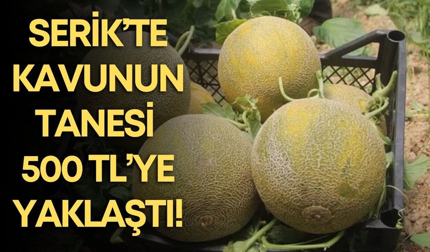 Serik’te mevsimin ilk kavunu hasat edildi! Kilosu 200 TL’den alıcı buluyor