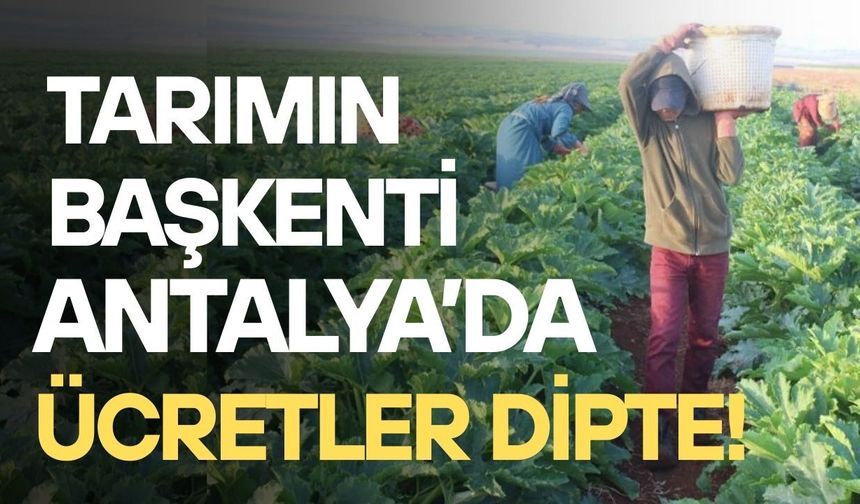 Tarımın başkenti Antalya’da ücretler dipte! Sürekli işçide en düşük maaş