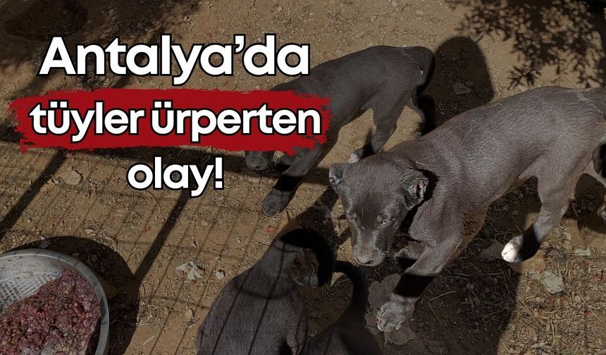 Antalya’da tüyler ürperten olay! Dövüştürmek için köpek yetiştiriyorlar