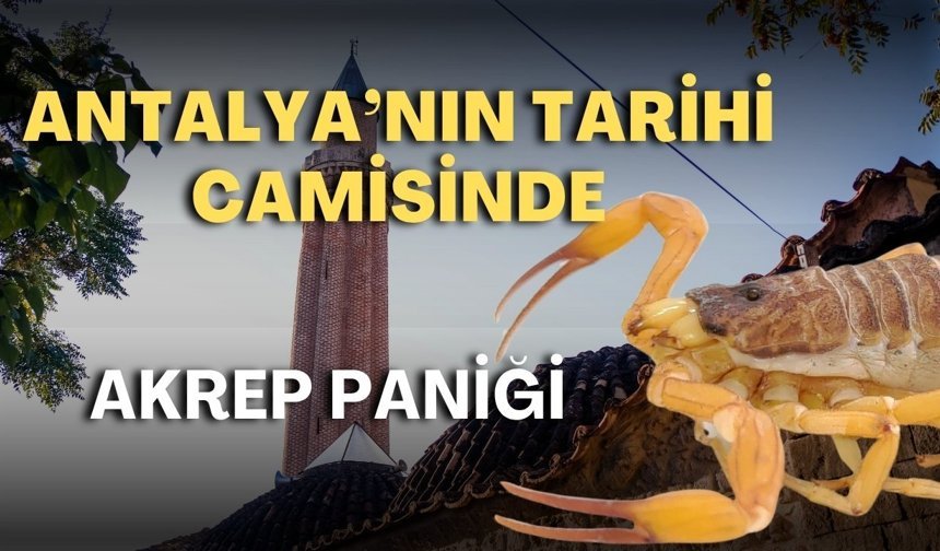 Antalya’nın kalbinde akrep alarmı!