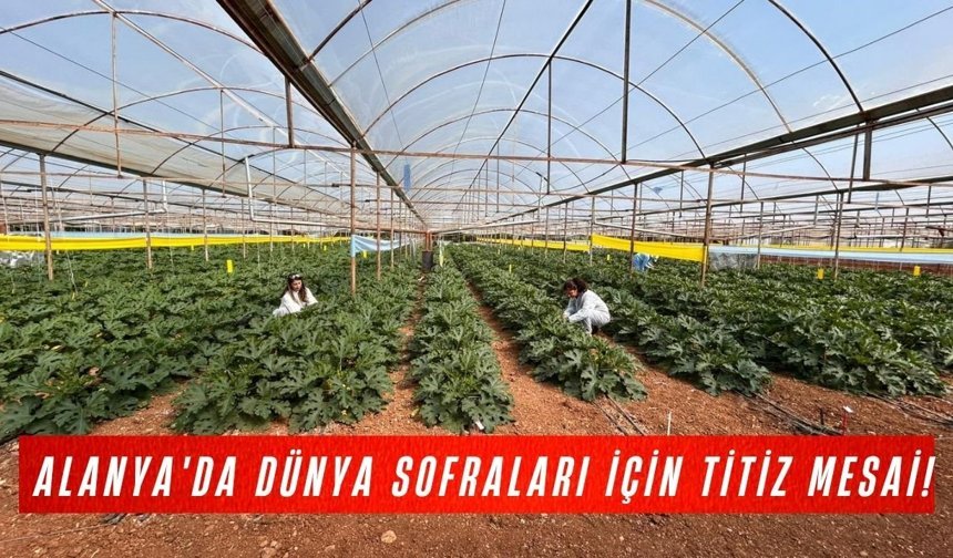 Alanya'da dünya sofraları için titiz mesai!