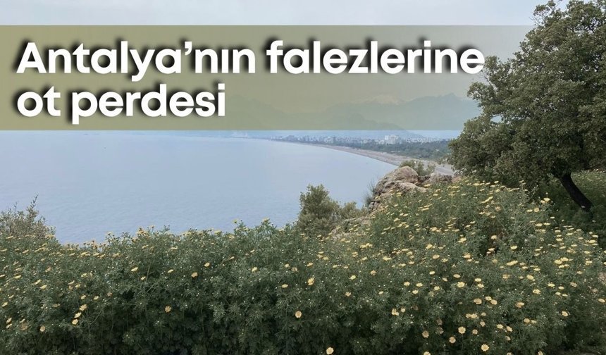 Antalya’nın falezlerine ot perdesi: Doğal gerdanlık otların arasında kayboldu!