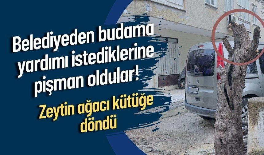 Belediyeden budama yardımı istediklerine pişman oldular! Zeytin ağacı kütüğe döndü