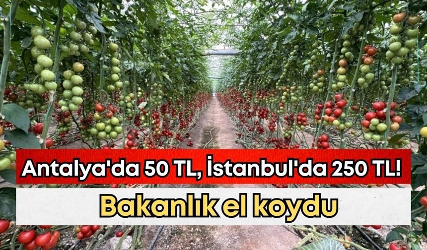 Antalya'da 50 TL, İstanbul'da 250 TL! Bakanlık el koydu
