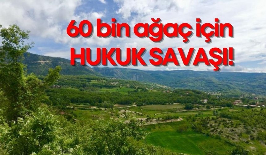 Tokat’ta 60 bin ağaç için hukuk savaşı!