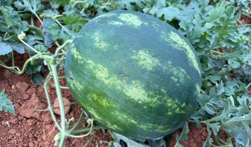 Antalya'da beklenen an: Karpuzlarda hasat vakti