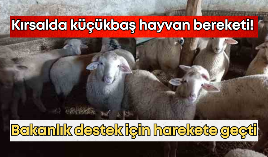 Kırsalda küçükbaş hayvan bereketi! Bakanlık destek için harekete geçti